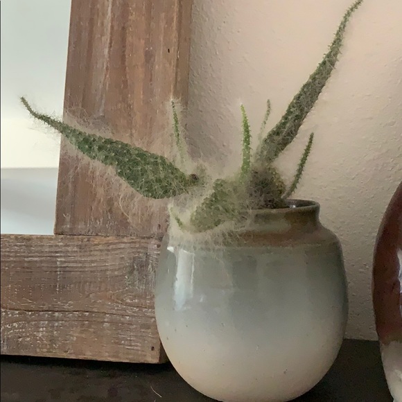 zzcactus